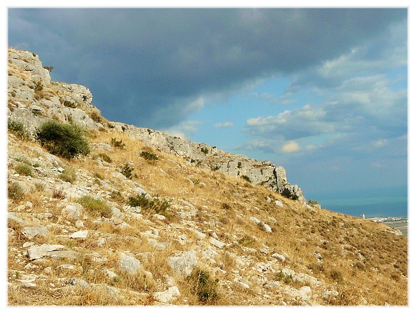 Lomelosia crenata subsp. dallaportae / Vedovina di Dallaporta